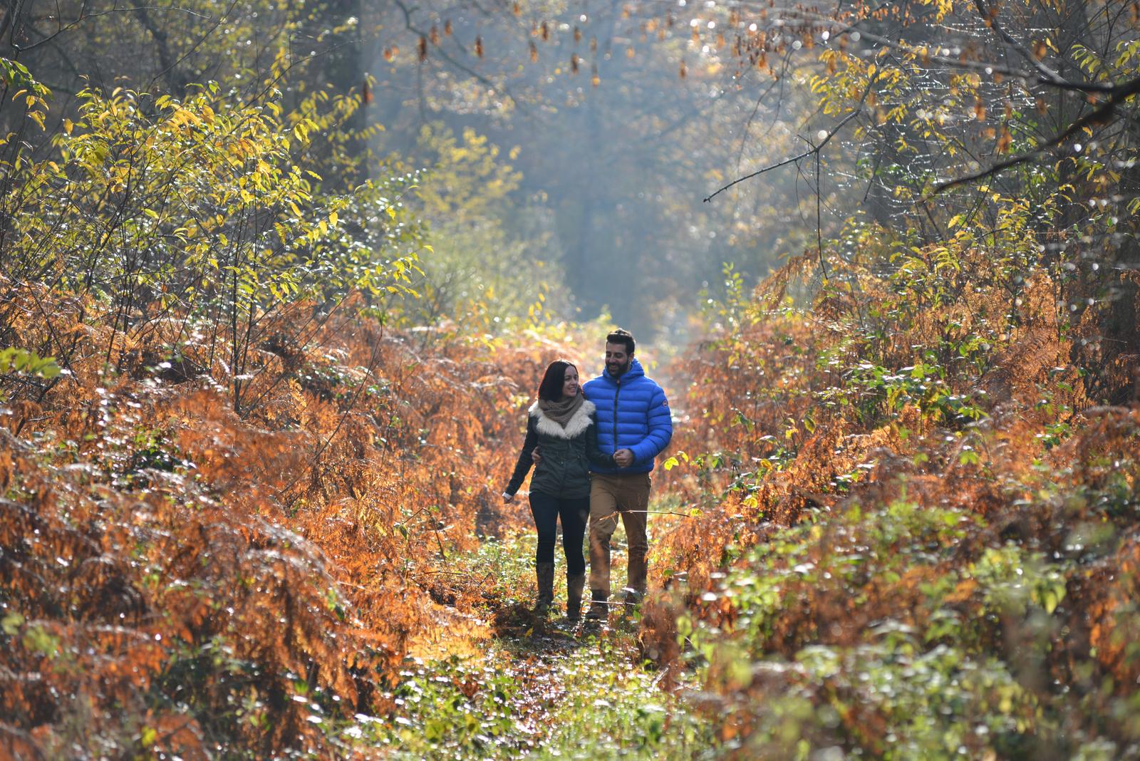 forêt de Compiègne automne
